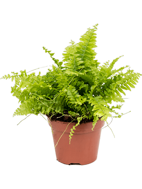 Boston Fern