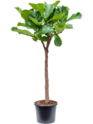 Ficus lyrata - Fiddle Leaf Fig - 160cm - Plant Store
