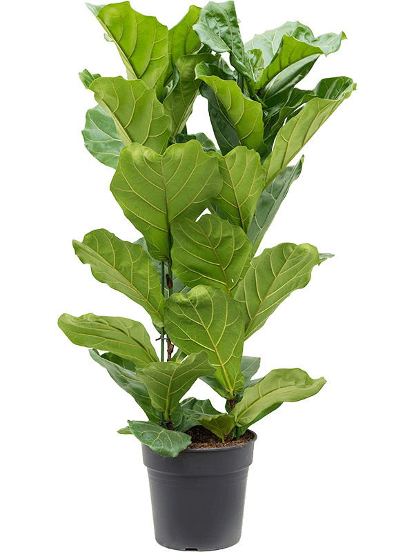 Ficus lyrata - Fiddle Leaf Fig- 110cm