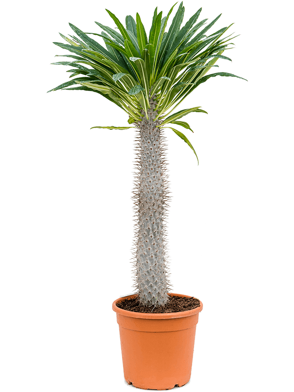 Pachypodium lamerei 130cm