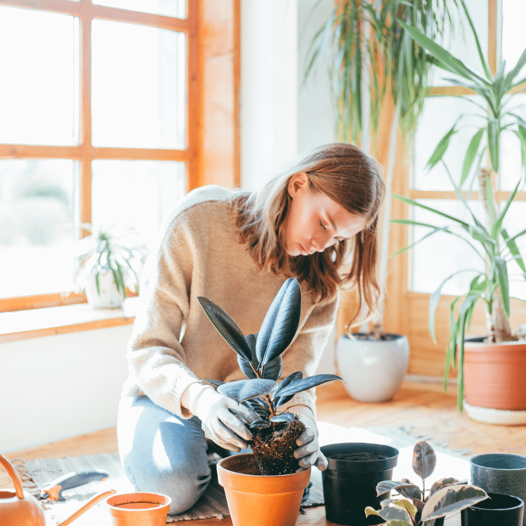 DIY Indoor Plant Jungle Kit (Small) - Plant Store