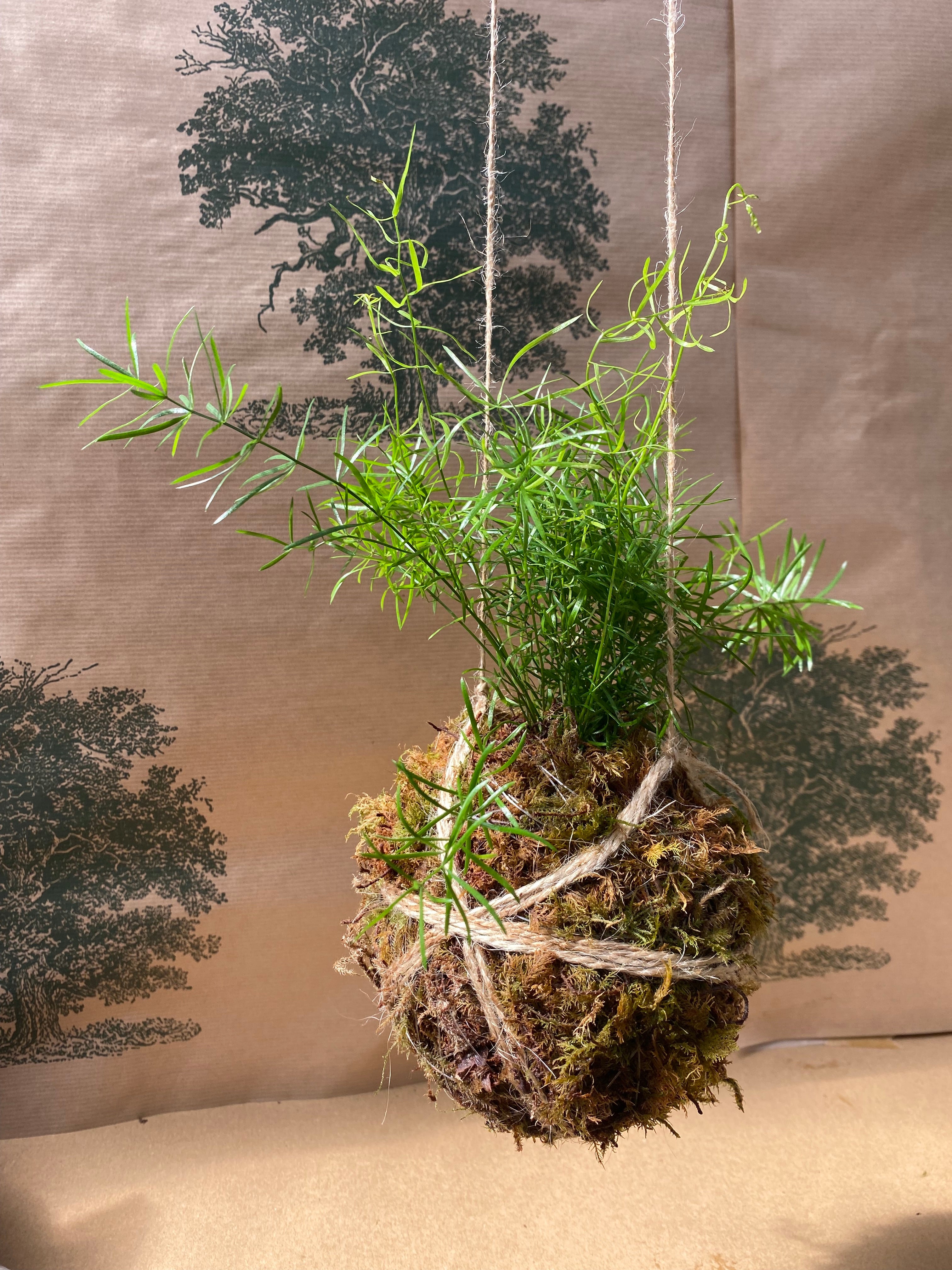 DIY Kokedama Kit - 2x Plants