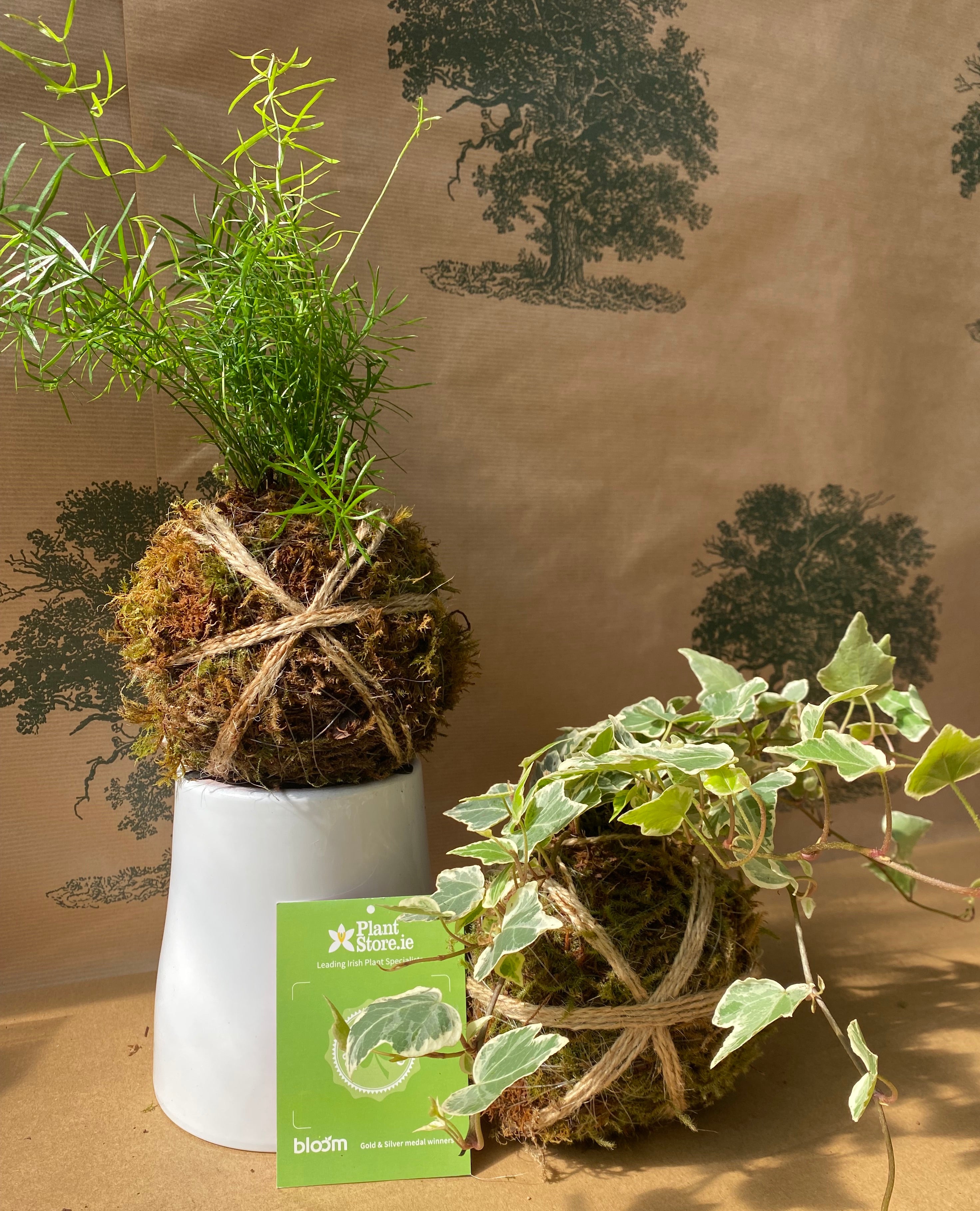 DIY Kokedama Kit - 2x Plants