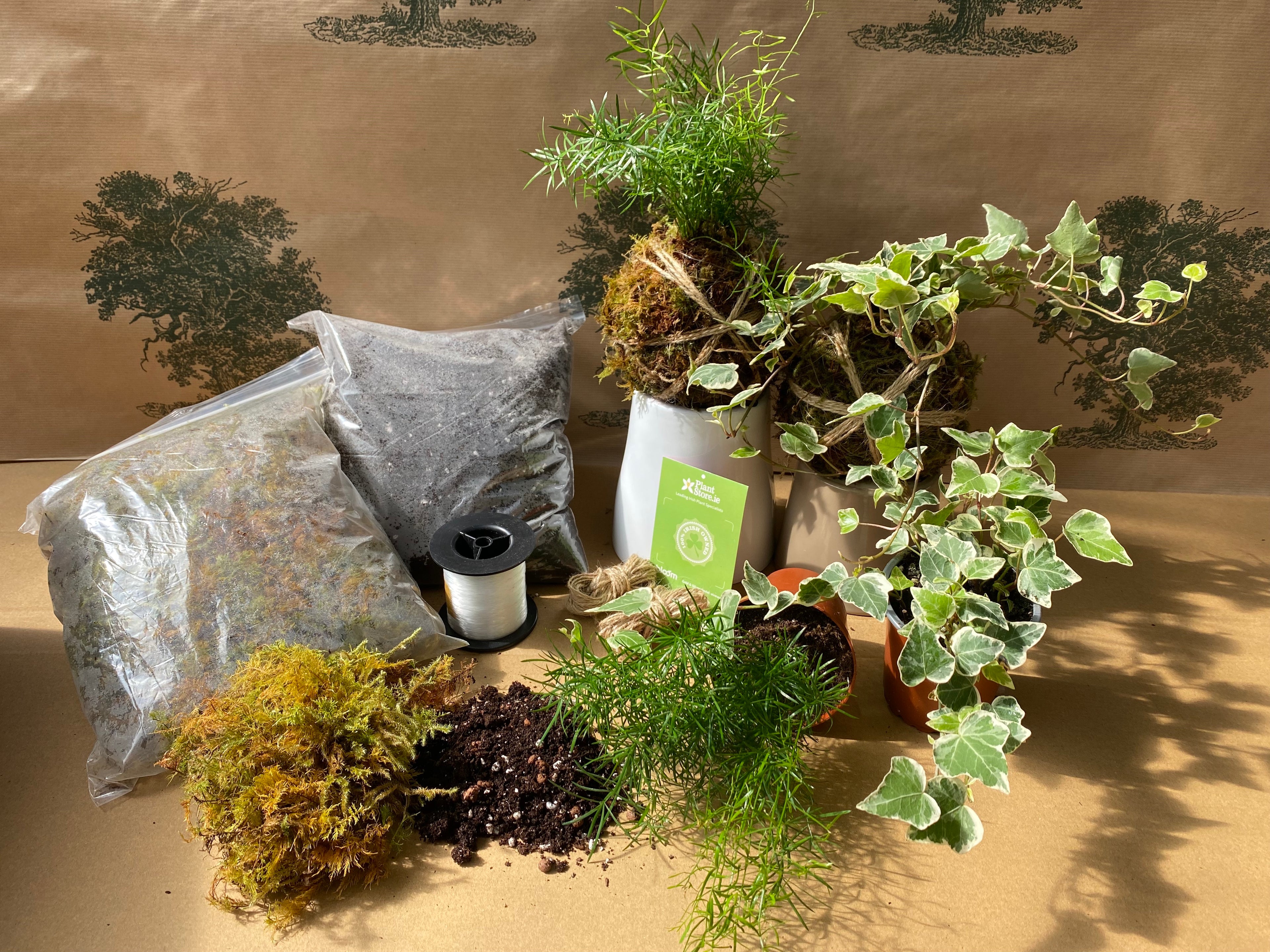 DIY Kokedama Kit - 2x Plants