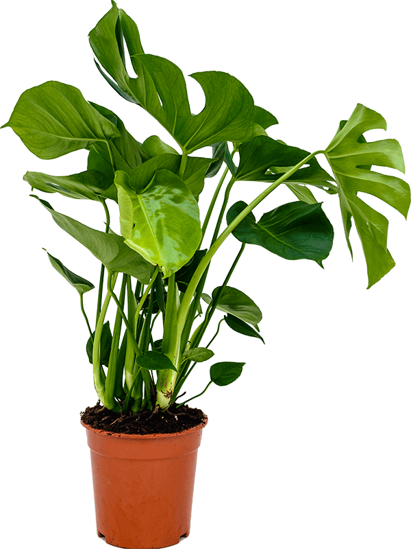 medium monstera plant Medium Monstera deliciosa- Swiss Cheese Plant