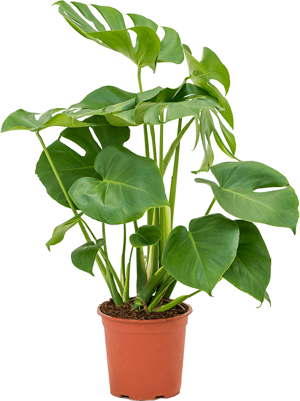 monstera deliciosa dublin Large Monstera deliciosa- Swiss Cheese Plant- 80cm – Plant Store