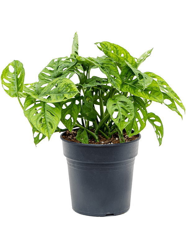 Monstera Obliqua - 35cm