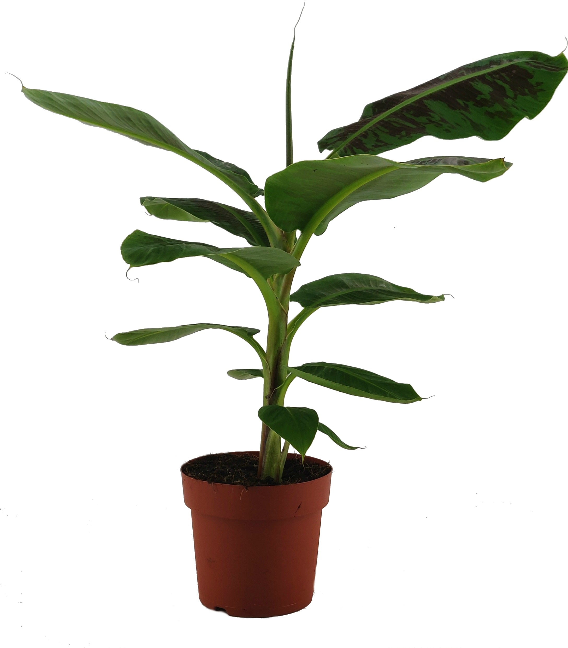 Banana Musa Cavendish - 85cm - Plant Store