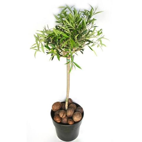 Olive Tree - Plant Store