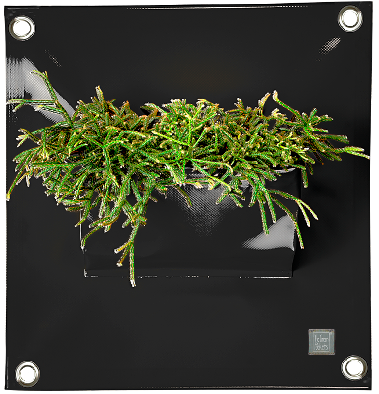 Verti-Grows - Plant Store