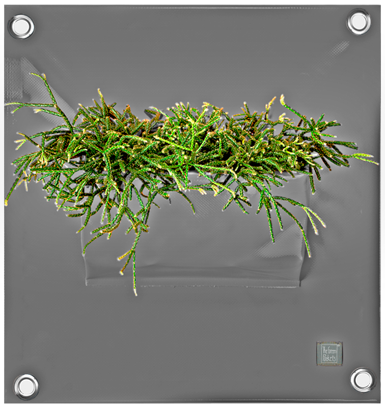 Verti-Grows - Plant Store