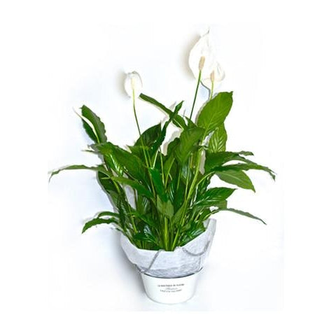 Peace Lily - Large - Plant Store