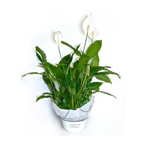 Large Peace Lily - Spathiphyllum - Plant Store