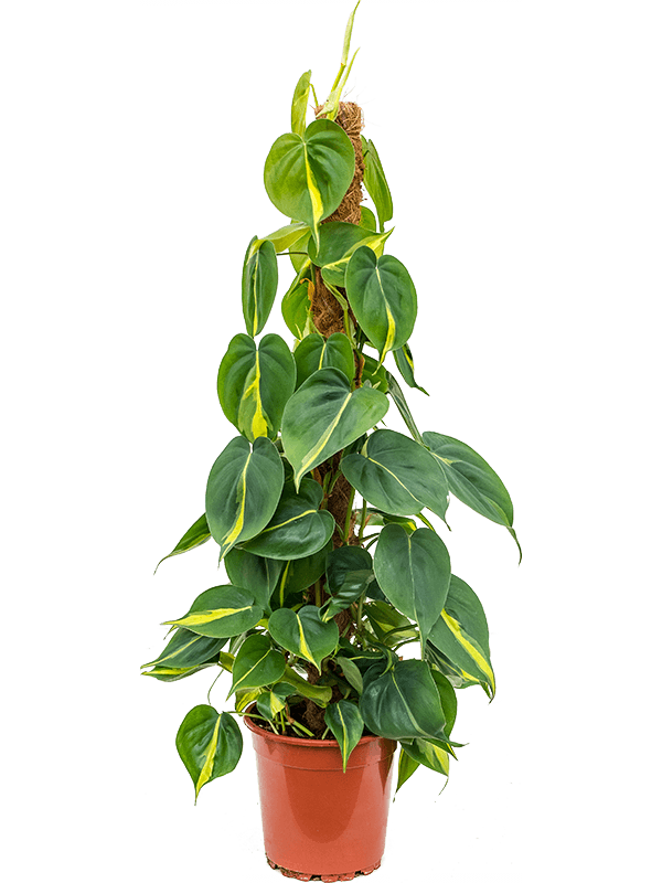 Philodendron &