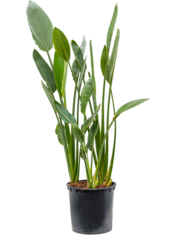 Large Strelitzia reginae - Bird of Paradise 100cm