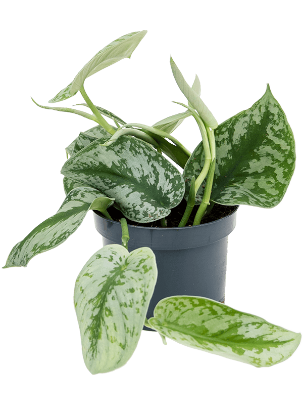 silver cloud pothos Silver Cloud