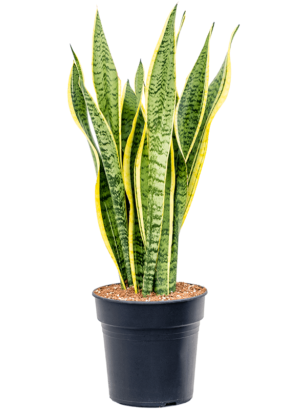 large indoor plants ireland Large Snake Plant