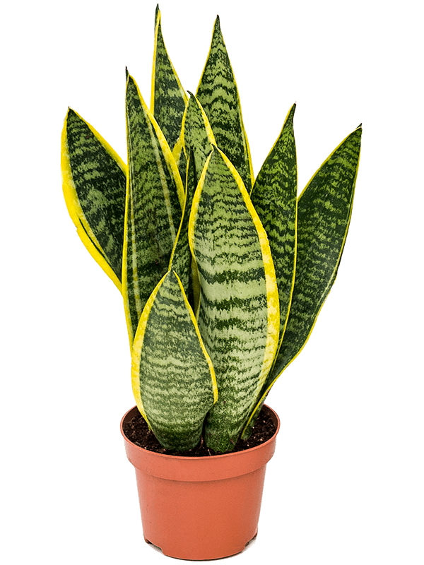 Snake Plant - Sansevieria trifasciata - 30cm