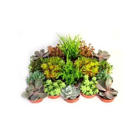 Tray of 20x Succulents (5cm) - Plant Store