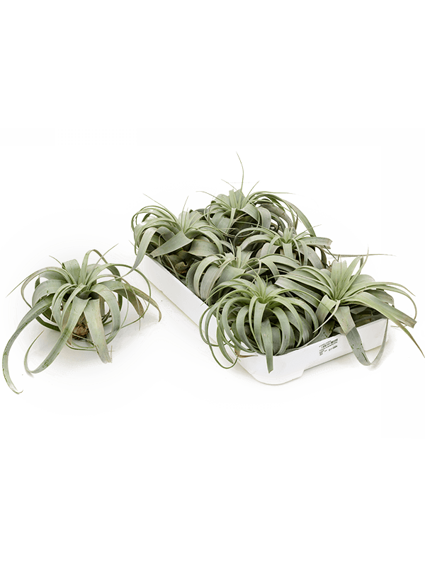 Tillandsia xerographica - Airplant Large Rosette - Plant Store