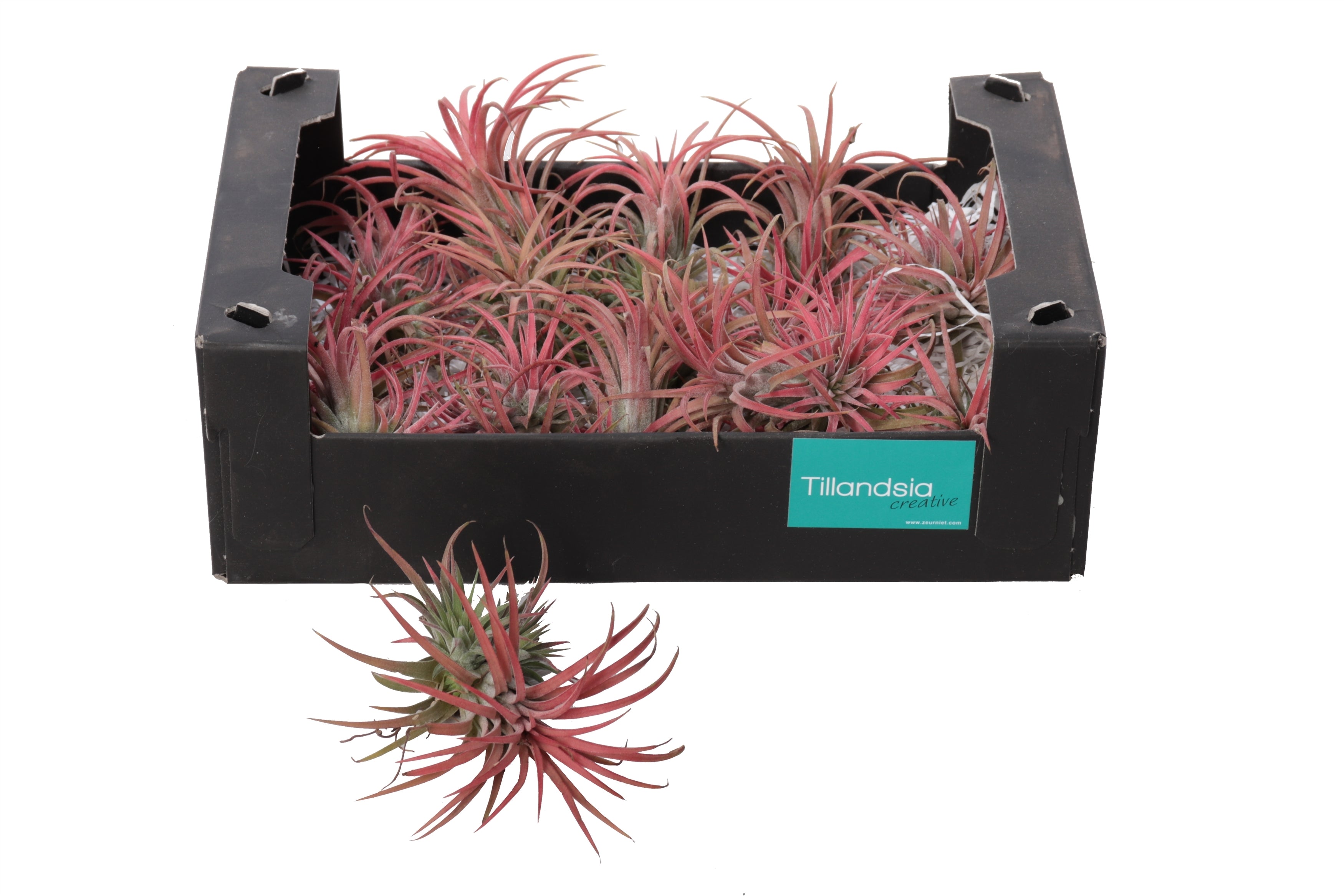 Tillandsia ionantha - Airplant Small Rosette - Plant Store