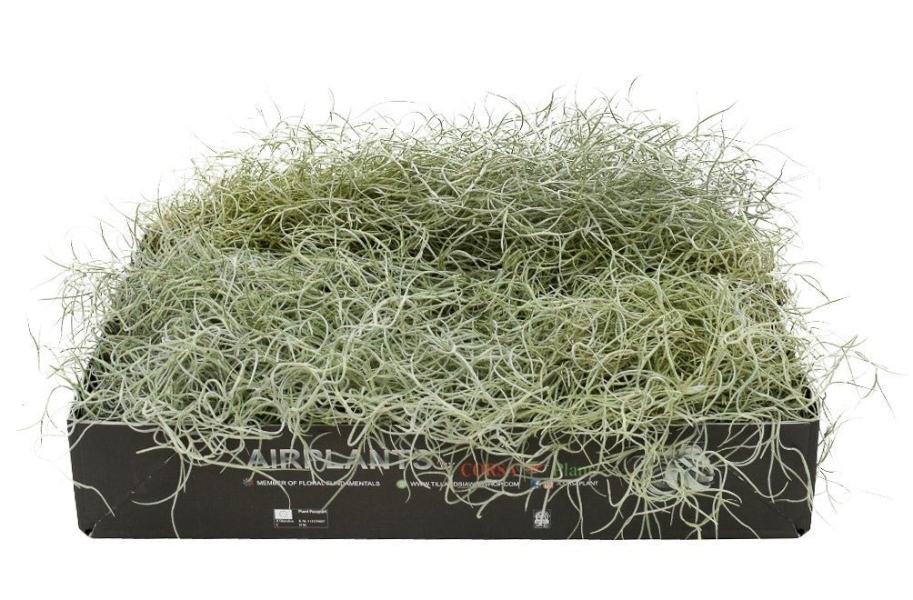 Tillandsia usneoides - Spanish Moss - Plant Store