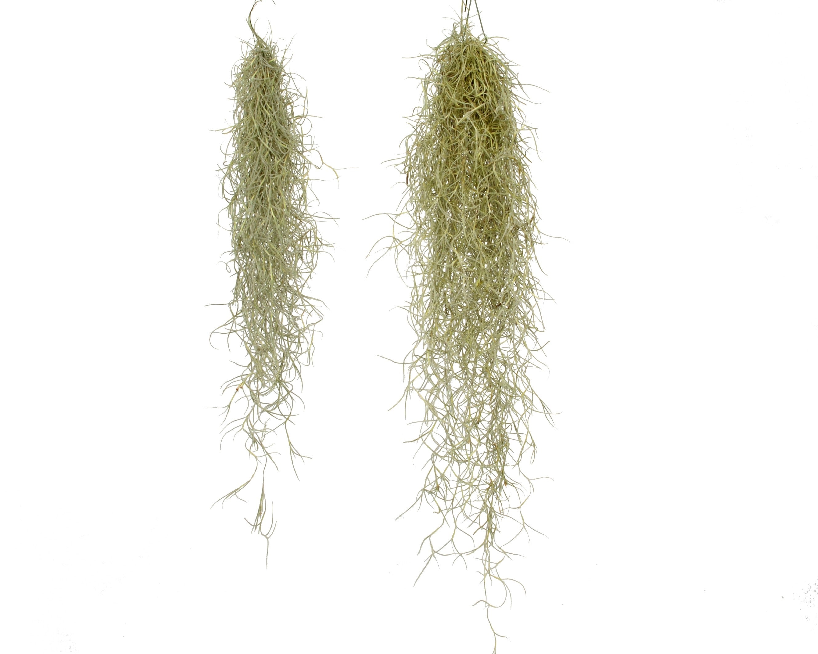 Tillandsia usneoides - Spanish Moss - Plant Store