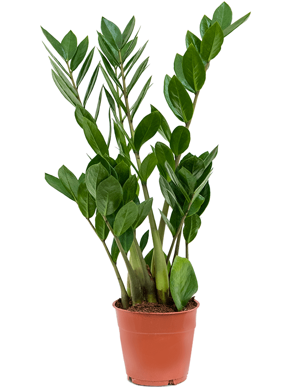 zz plant medium The ZZ Plant