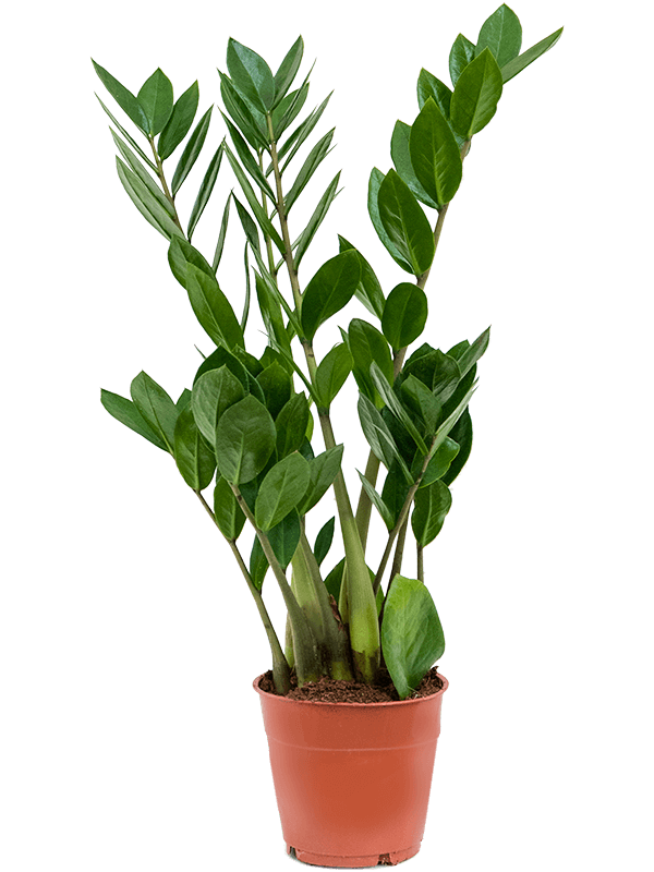 The ZZ Plant