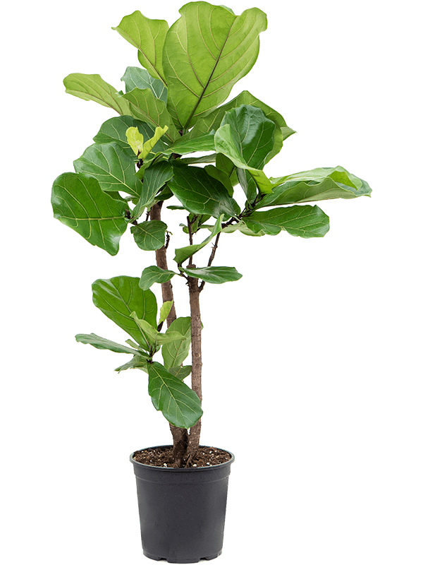 Ficus Lyrata "Fiddle Leaf Fig"