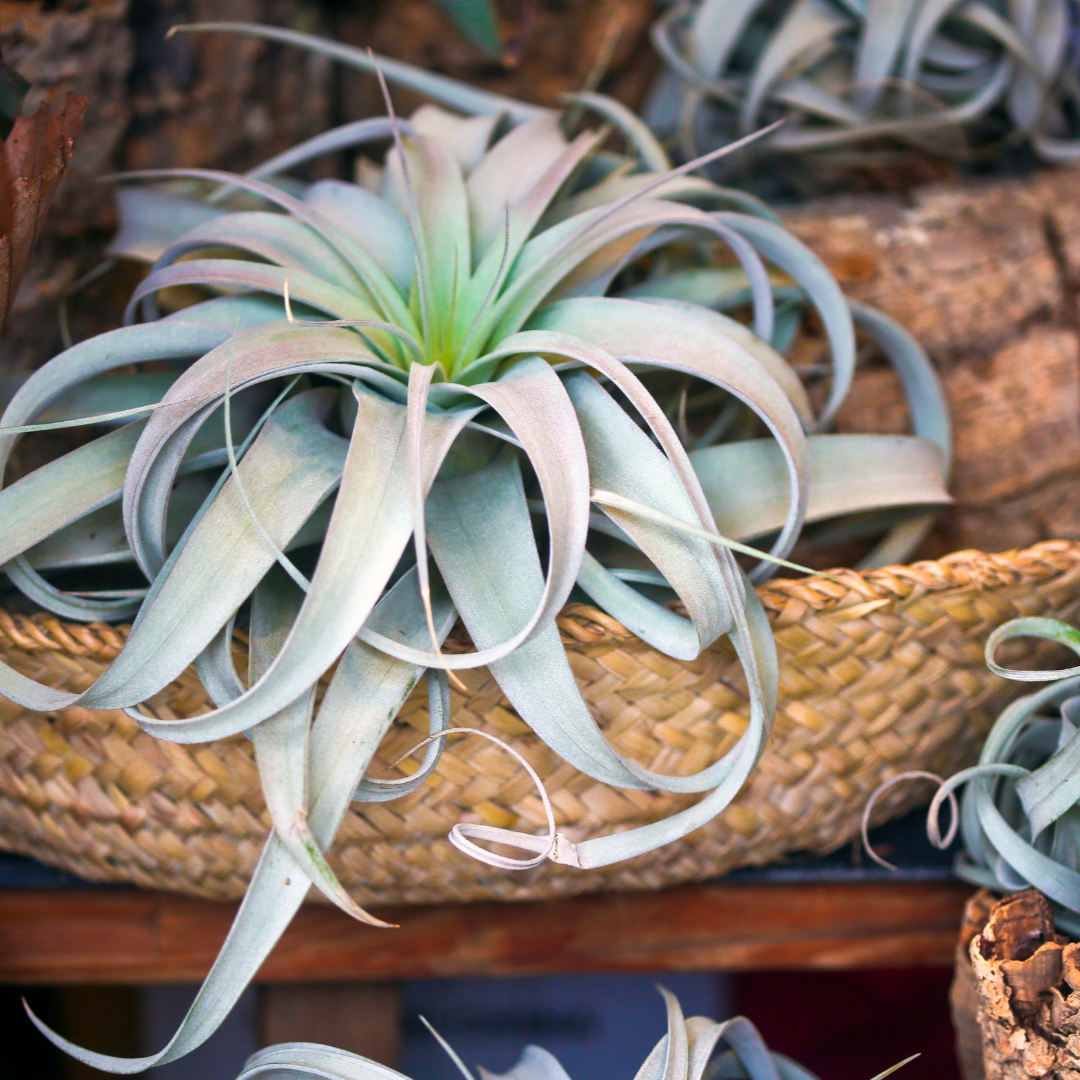 Plant Spotlight: Air Plants