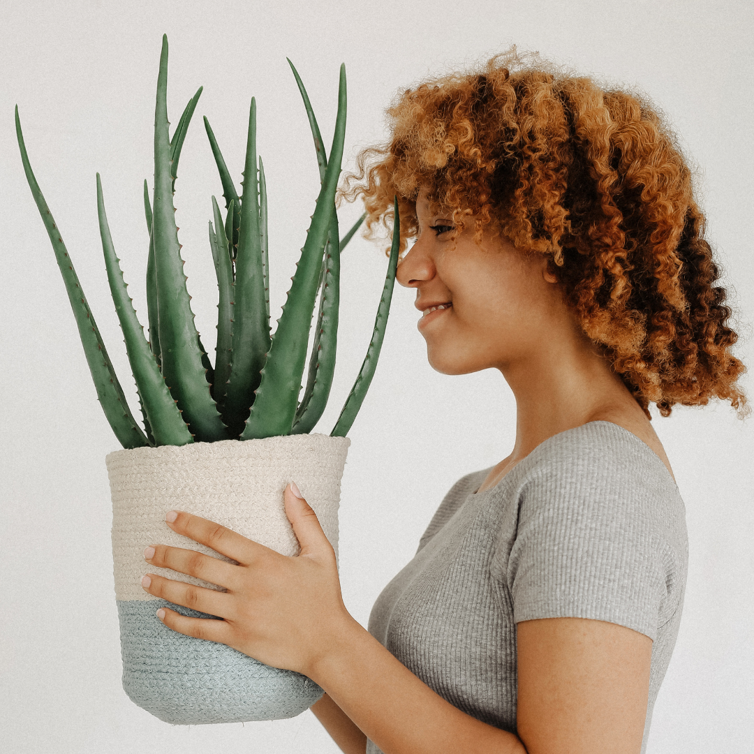 Plant Spotlight: Aloe Vera