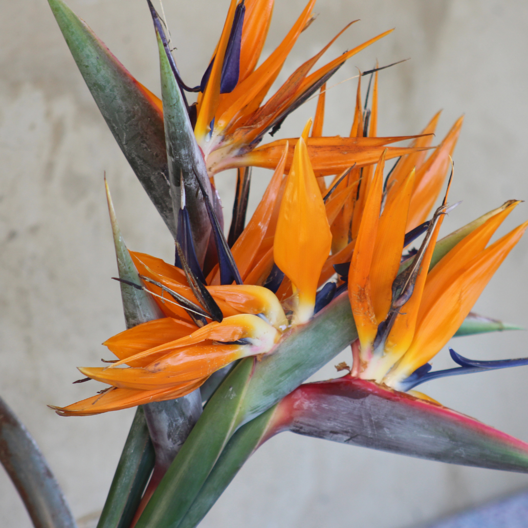 Plant Spotlight: Bird of Paradise