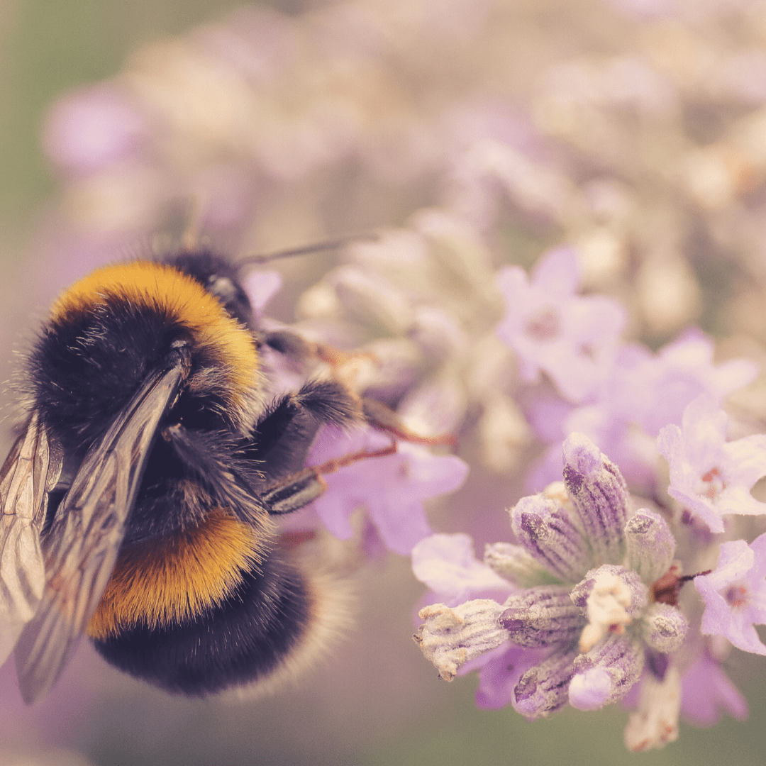 How To Create A Bee-Friendly Garden At Home - Plant Store
