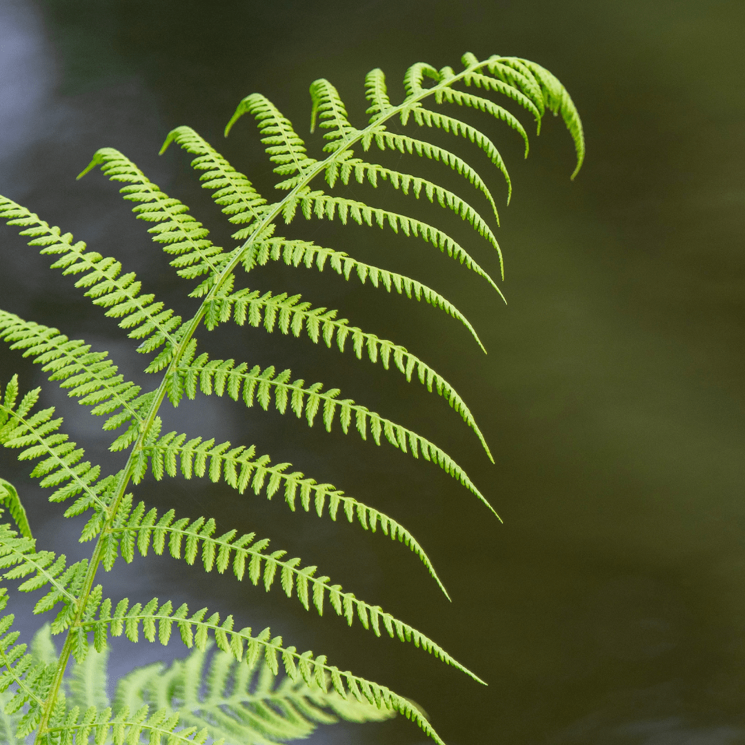 Plant Spotlight: The Boston Fern - Plant Store