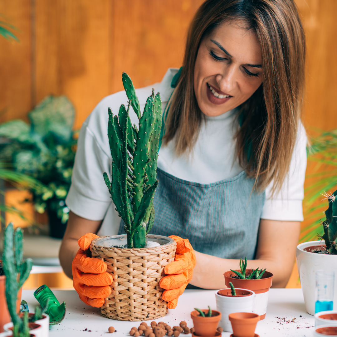 Plant Spotlight: Cacti - Plant Store