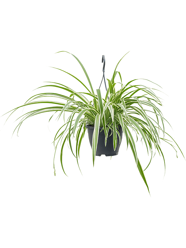 Spider Plant