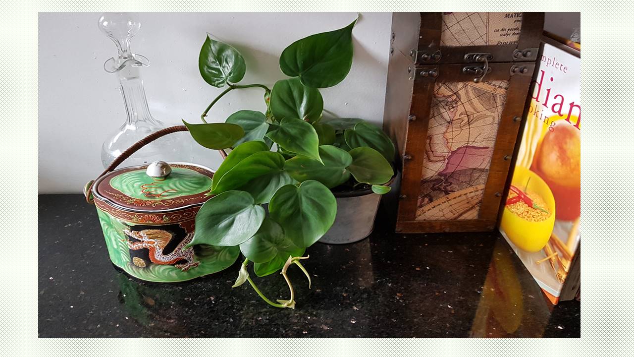 C'mon Get a Happy Healthy Home - Plant Store