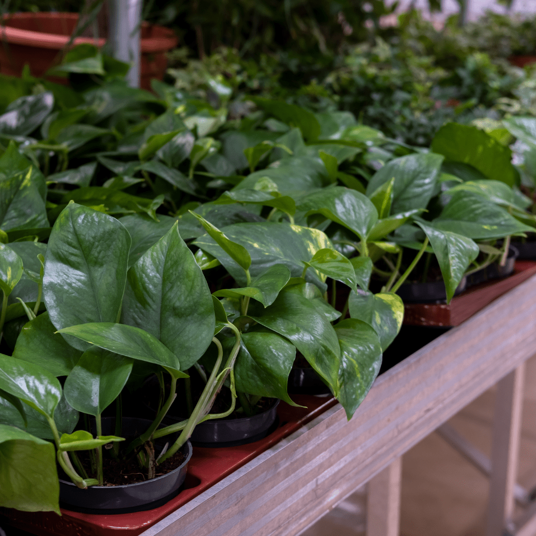 Plant Spotlight: Devil's Ivy - Plant Store