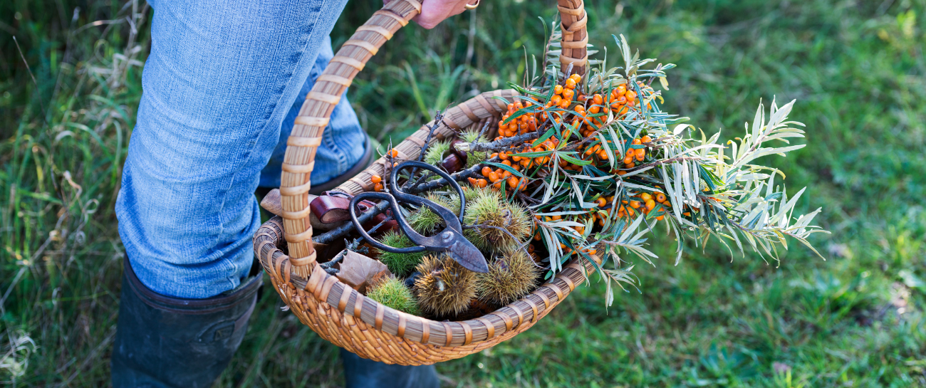 A Guide to Foraging in Ireland in Autumn - Plant Store