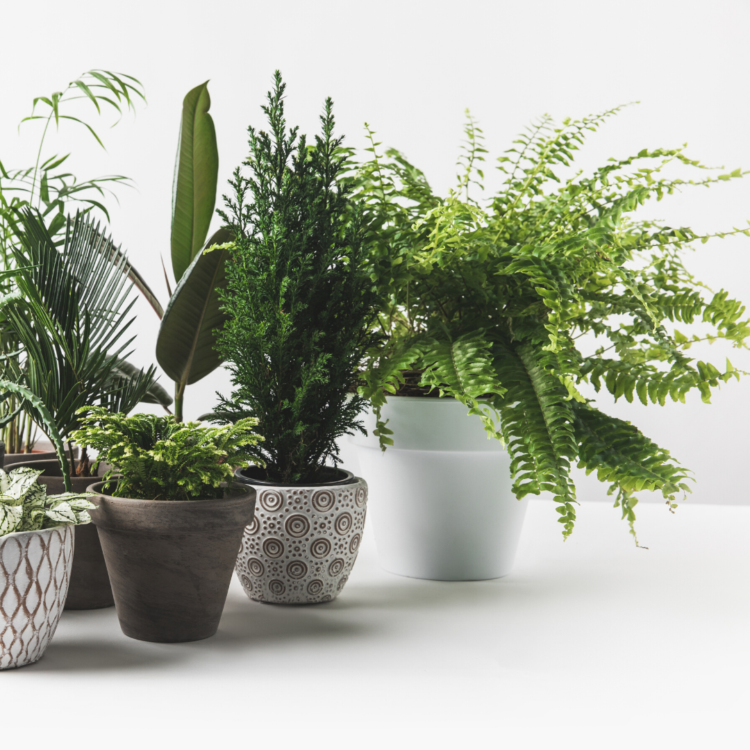 Health Benefits of Houseplants 