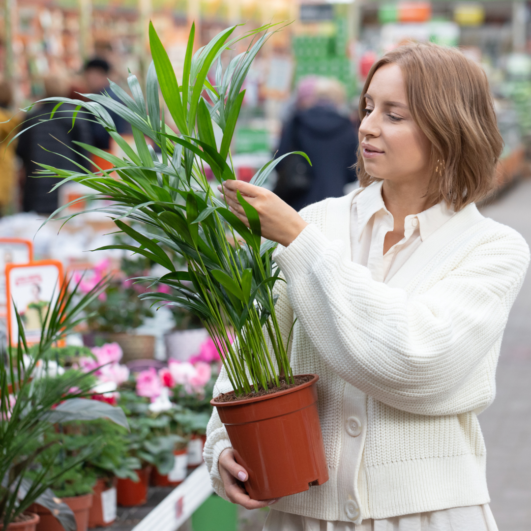 Plant Spotlight: Kentia Palm