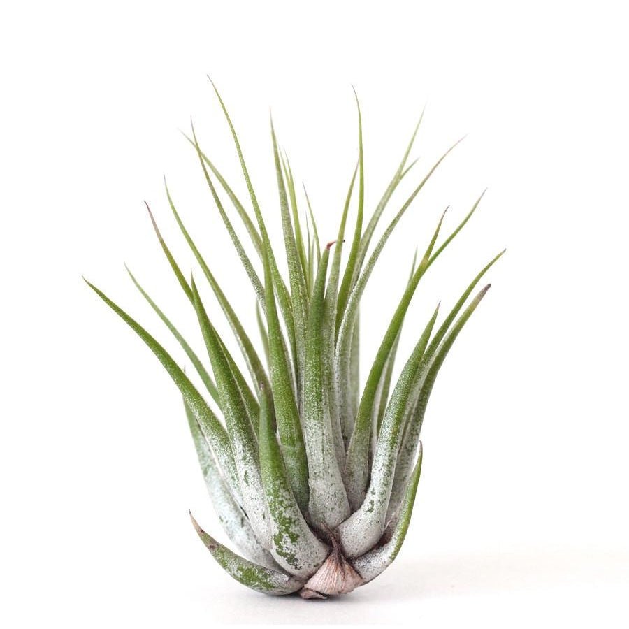 Air Plants - Plant Store