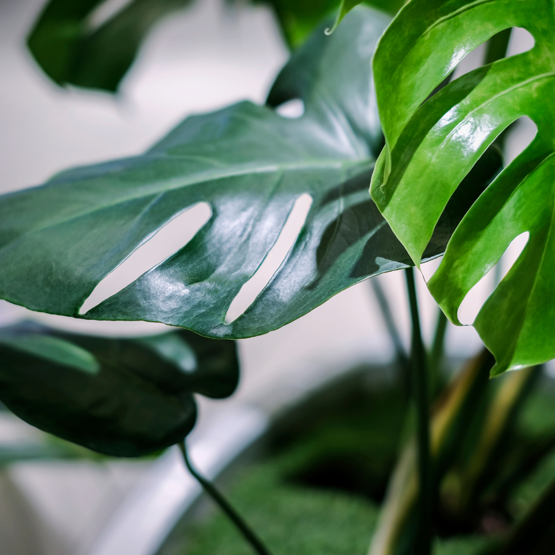 Monstera Deliciosa Swiss Cheese Plant