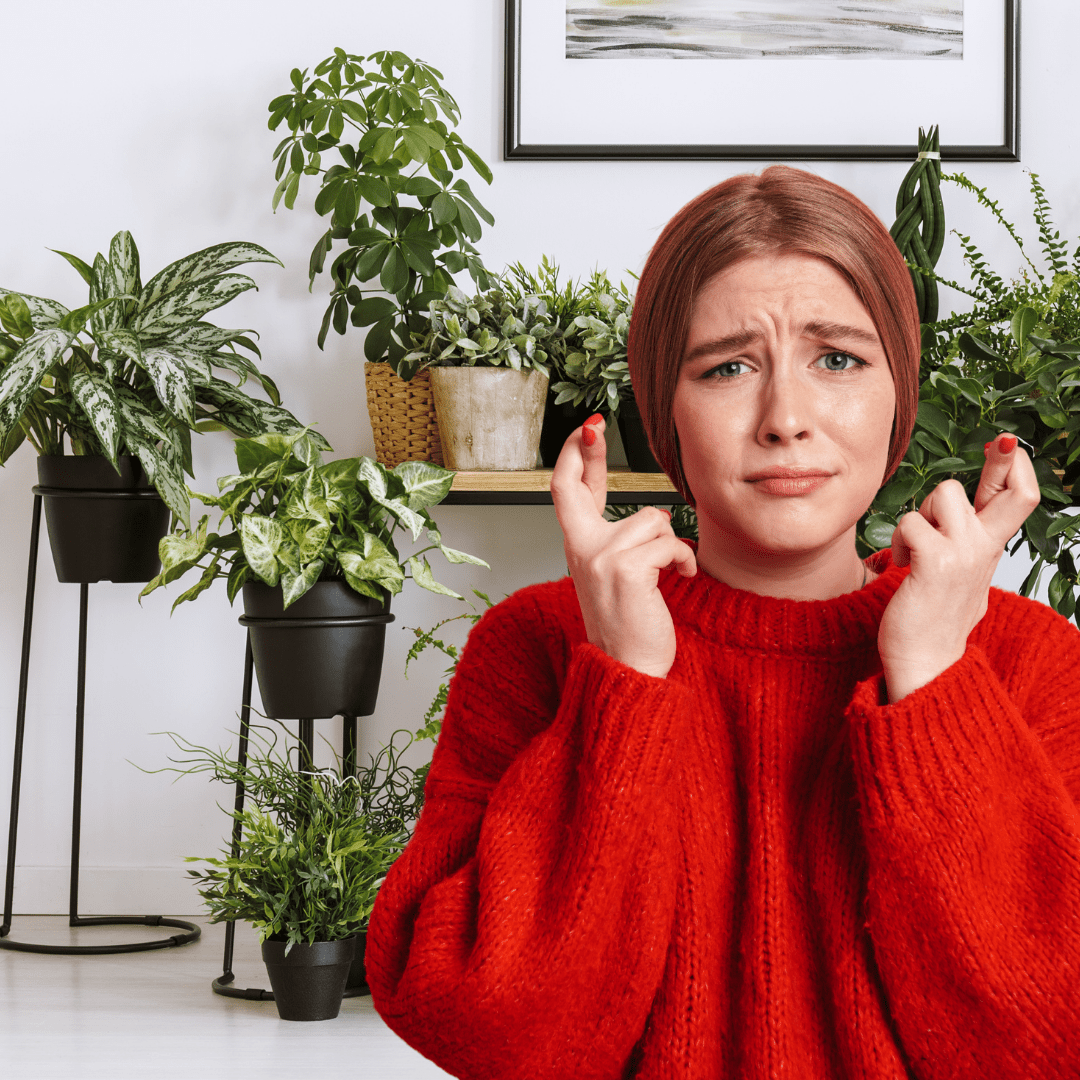 5 Common Indoor Plant Problems and How to Fix Them - Plant Store