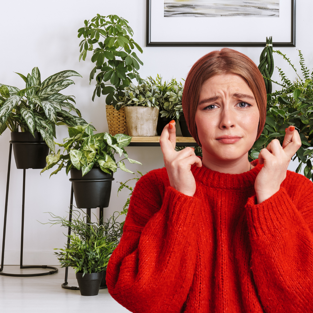 5 Common Indoor Plant Problems and How to Fix Them
