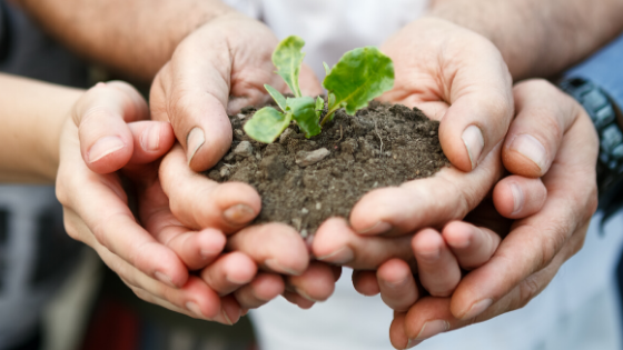 New To Plant Parenthood? A Beginner's Guide To Caring For Your Houseplants