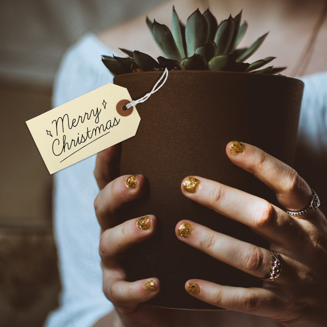 The Ultimate Guide for Gifting Plants this Christmas