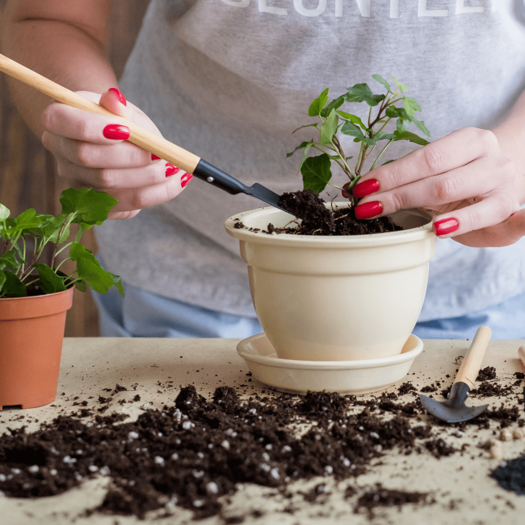 The Ultimate Beginner's Guide to Plant Propagation - Plant Store