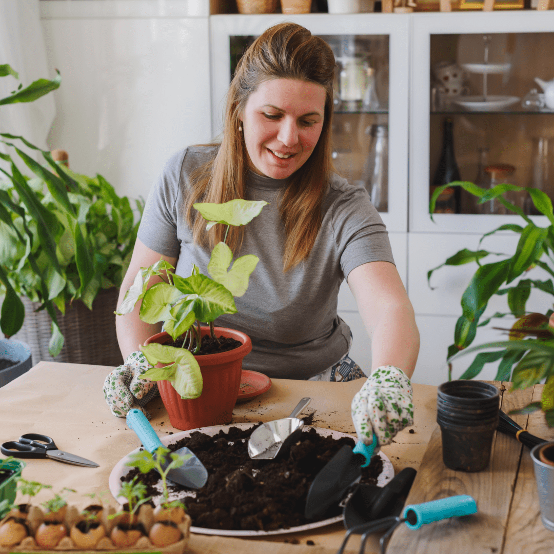 Re-potting your houseplant: Everything you need to know! - Plant Store